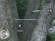 Tree Bracing in San Antonio Texas United States of America