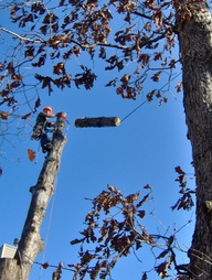 Tree Removal in San Antonio Texas United States of America